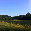 Field at sunrise, Big South Fork - 42